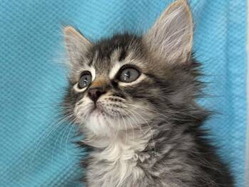 Puddles -  Domestic Medium Hair and Tabby Cat for Adoption in Republic, Washington - Puddles | PetCurious