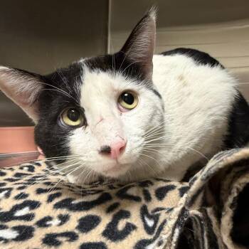 Dude -  American Shorthair Cat for Adoption in Cody, Wyoming - Dude | PetCurious