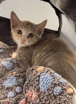 A2480620 -  Domestic Short Hair Cat for Adoption in Fort Lauderdale, Florida - A2480620 | PetCurious
