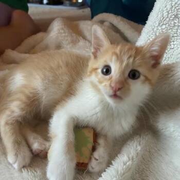 Rescue Tabby Cats for Adoption in Minneapolis, Minnesota - DJ | PetCurious