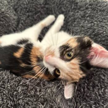 Midnight Runner -  Domestic Short Hair Cat for Adoption in Fredericksburg, Virginia - Midnight Runner | PetCurious