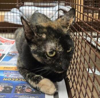 Nikita -  Domestic Short Hair Cat for Adoption in Austin, Texas - Nikita | PetCurious