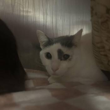 Domestic Short Hair Cats Available for Adoption - Lilly | PetCurious