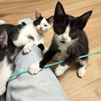 Greeley -  Domestic Short Hair Cat for Adoption in La Grange, Kentucky - Greeley | PetCurious