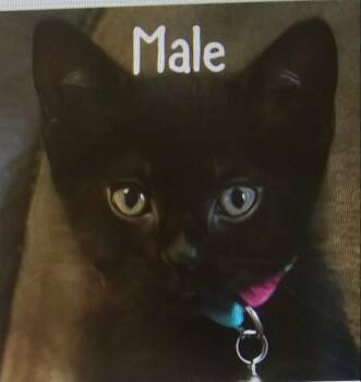 Lawson (At Petsense Rincon) -  Domestic Short Hair Cat for Adoption in PORT WENTWRTH, Georgia - Lawson (At Petsense Rincon) | PetCurious