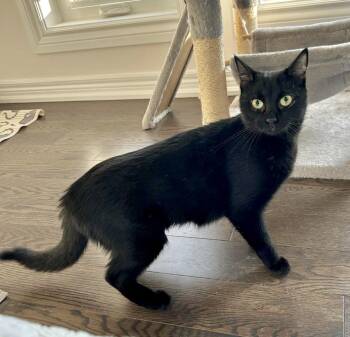 Domestic Short Hair Cats Available for Adoption - Rosie | PetCurious