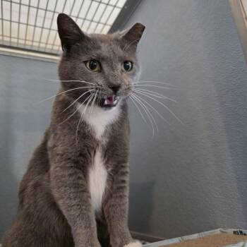 Domestic Short Hair Cats Available for Adoption in Renfrew, Pennsylvania - Javon | PetCurious