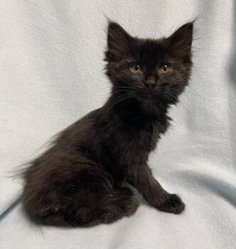 Jupiter -  Domestic Medium Hair Cat for Adoption in Jackson, Michigan - Jupiter | PetCurious
