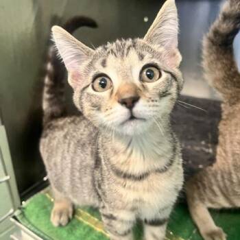 Moose -  Domestic Short Hair Cat for Adoption in Dayton, Ohio - Moose | PetCurious