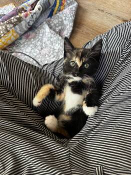 Domestic Short Hair Cats Available for Adoption in Los Angeles, California - Monroe  | PetCurious