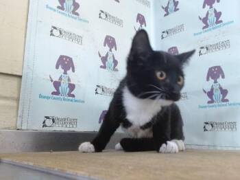 NIGHT -  Domestic Short Hair Cat for Adoption in Orlando, Florida - NIGHT | PetCurious