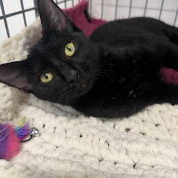 Ravenna -  Domestic Short Hair Cat for Adoption in Palm Harbor, Florida - Ravenna | PetCurious