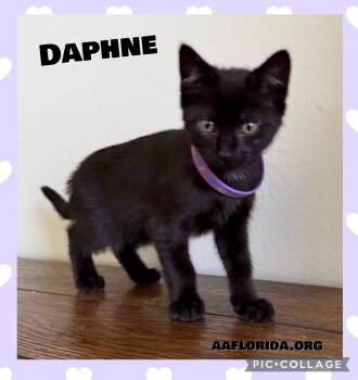 Daphne -  Domestic Short Hair Cat for Adoption in Pensacola, Florida - Daphne | PetCurious