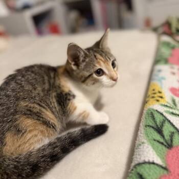 Problem Child -  Domestic Short Hair Cat for Adoption in Fredericksburg, Virginia - Problem Child | PetCurious
