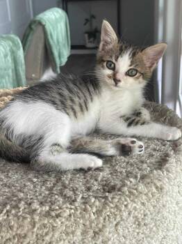Rescue Domestic Short Hair Cats for Adoption in Visalia, California - Chloe | PetCurious