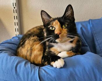 Mary -  Domestic Short Hair Cat for Adoption in Fremont, Ohio - Mary | PetCurious