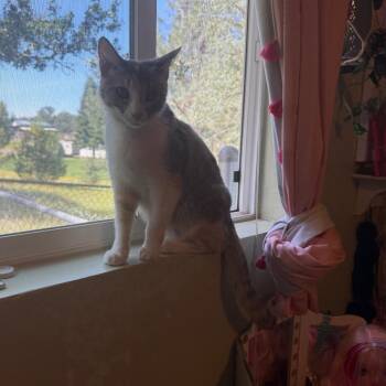 Cleo -  Domestic Short Hair Cat for Adoption in Chico, California - Cleo | PetCurious
