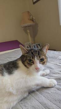 Domestic Short Hair Cats Available for Adoption in Ferndale, Michigan - Mickey | PetCurious
