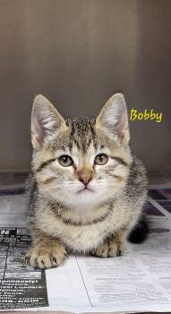 Bobby -  Domestic Short Hair Cat for Adoption in Marion, Mississippi - Bobby | PetCurious
