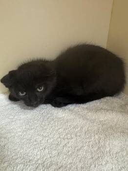 Aloha -  Domestic Short Hair Cat for Adoption in Bloomington, Indiana - Aloha | PetCurious
