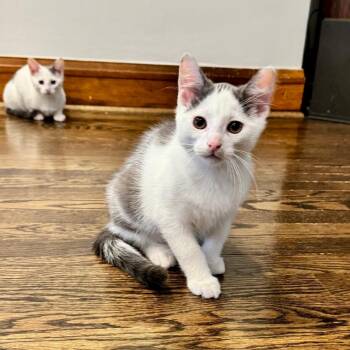 Charlie -  Domestic Short Hair Cat for Adoption in Chicago, Illinois - Charlie | PetCurious