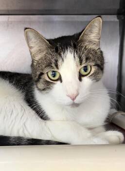 Leo -  Domestic Short Hair Cat for Adoption in Franklin Township, New Jersey - Leo | PetCurious