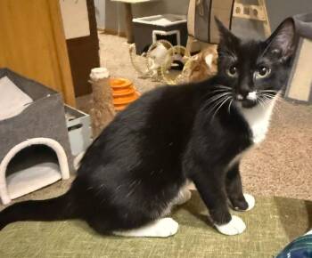 Domestic Short Hair Cats Available for Adoption - Nori | PetCurious