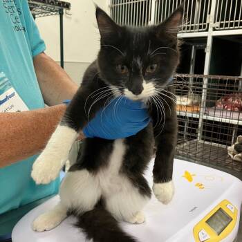 Mochi -  Domestic Medium Hair Cat for Adoption in Las Cruces, New Mexico - Mochi | PetCurious