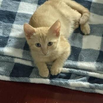 Sonny -  Domestic Short Hair Cat for Adoption in Manorville, New York - Sonny | PetCurious