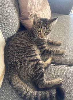 American Shorthair and Bengal Cats Available for Adoption - Rocket And Yosemite | PetCurious