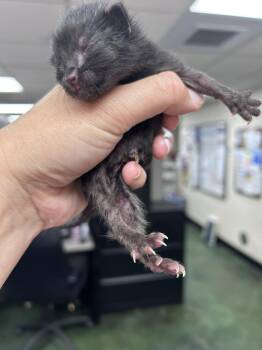 Domestic Short Hair Cats Available for Adoption in Fruit Heights, Utah - Popcorn | PetCurious