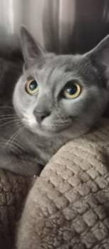 Domestic Short Hair Cats Available for Adoption - Ash | PetCurious