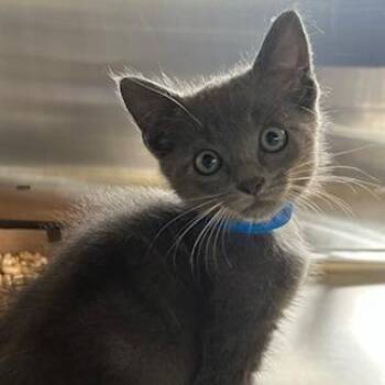 Domestic Short Hair Cats Available for Adoption in Knoxville, Tennessee - Green Curry | PetCurious