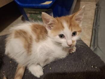 Ricky S. -  Domestic Short Hair Cat for Adoption in West Peoria, Illinois - Ricky S. | PetCurious