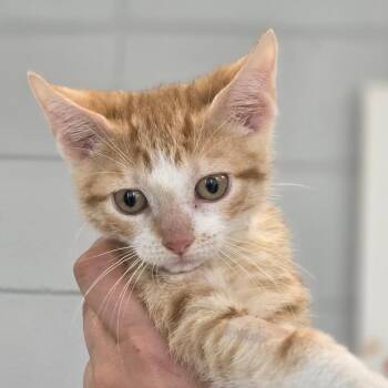 Dewdrop -  Domestic Short Hair Cat for Adoption in Huntsville, Alabama - Dewdrop | PetCurious