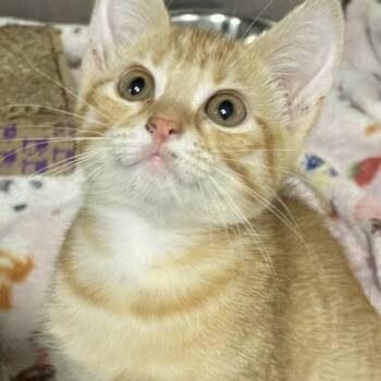 Ariel -  Domestic Short Hair Cat for Adoption in Fort Worth, Texas - Ariel | PetCurious
