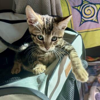 Gus -  Domestic Short Hair Cat for Adoption in Riverside, California - Gus | PetCurious