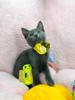 Maisie -  Russian Blue and Domestic Short Hair Cat for Adoption in Tavares, Florida - Maisie | PetCurious