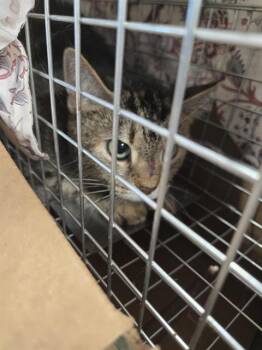 Rescue Domestic Short Hair Cats for Adoption in Louisville, Kentucky - CHROMIUM | PetCurious