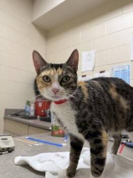 Mittens -  Domestic Short Hair Cat for Adoption in Westland, Michigan - Mittens | PetCurious
