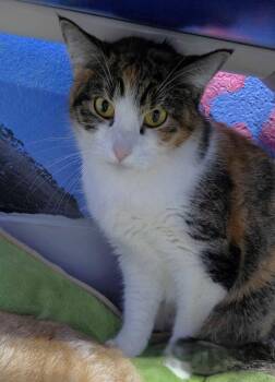 Domestic Short Hair Cats Available for Adoption - Firuna | PetCurious