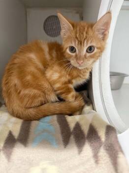 Hot Wing -  Domestic Short Hair Cat Available for Adoption in Sapulpa, Oklahoma - Hot Wing | PetCurious