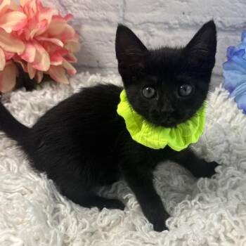 Halo -  Domestic Short Hair Cat for Adoption in Harrisonburg, Virginia - Halo | PetCurious