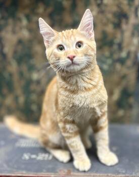 Rescue Domestic Medium Hair Cats for Adoption in Riverside, California - Charisma | PetCurious