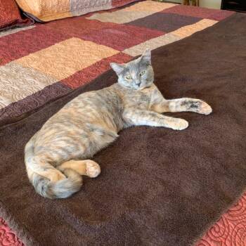Rescue Domestic Short Hair Cats for Adoption in Las Vegas, Nevada - Carmello | PetCurious