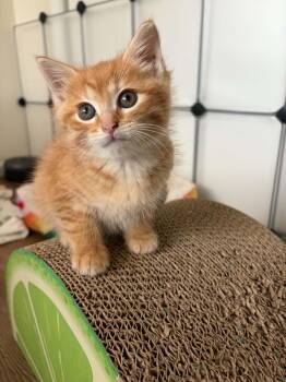 Domestic Short Hair Cats Available for Adoption - Bowser | PetCurious