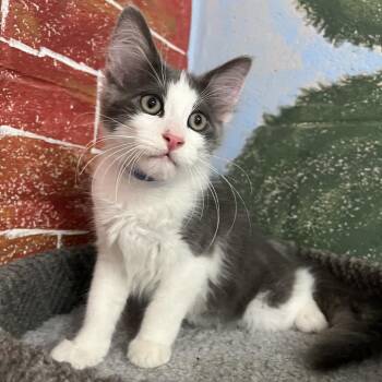 Elton John -  Domestic Long Hair Cat for Adoption in Laredo, Texas - Elton John | PetCurious
