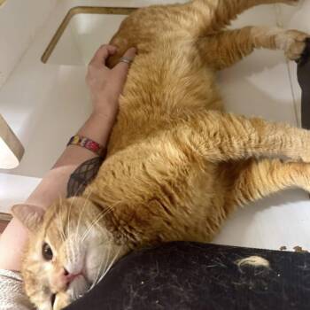 Ruban -  Domestic Short Hair Cat for Adoption in Alexandria, Indiana - Ruban | PetCurious