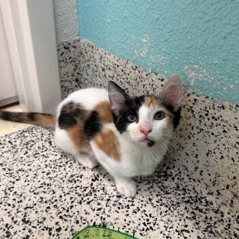 Maple -  Domestic Medium Hair Cat for Adoption in Fresno, California - Maple | PetCurious