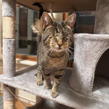 Ru Paul -  Domestic Short Hair Cat for Adoption in Madison, Wisconsin - Ru Paul | PetCurious
